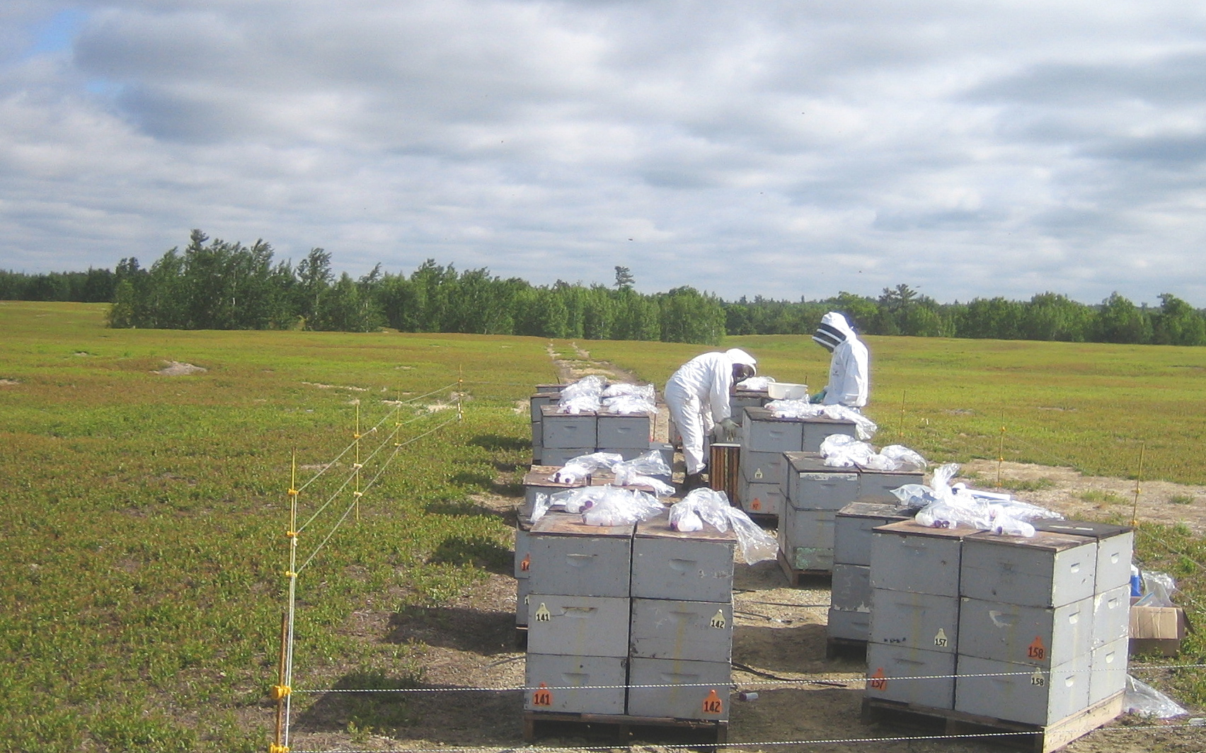 Researchers collect pollen samples from honey bee hives used to pollinate blueberries in Maine. Photo: Michael Andree Researchers collect pollen samples from honey bee hives used to pollinate blueberries in Maine. Photo: Michael Andree