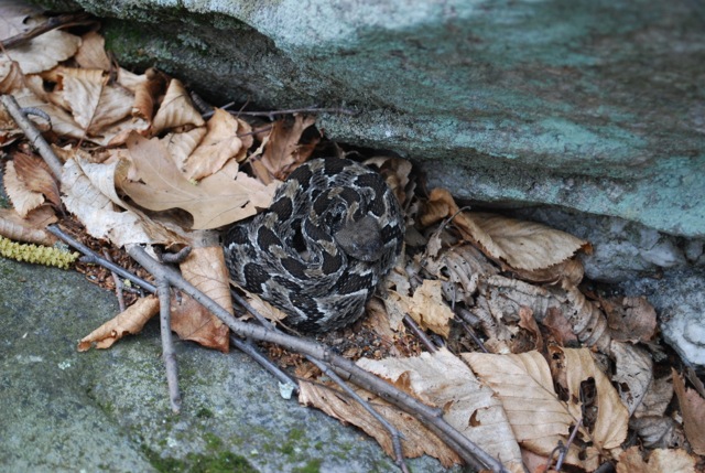 An adult male timber rattlesnake can remove 2,500 to 4,500 of the ticks that carry Lyme disease each year. Photo credit: Ed Kabay; click to download.